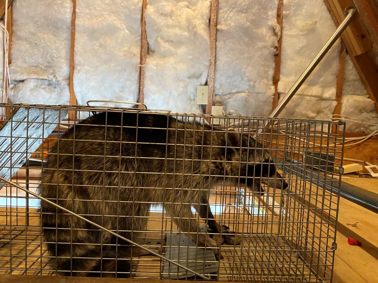 Springfield raccoon trapping